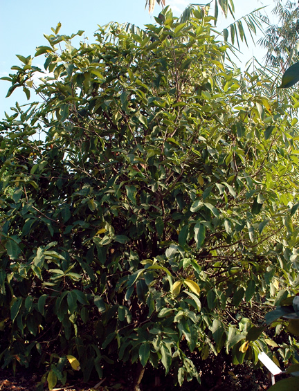 Syzygium-samarangense-Tup-Tim-Jun DM1.jpg